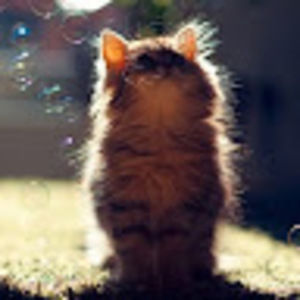 Meet your Posher, Molly